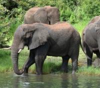 Elephants at Chobe National Park